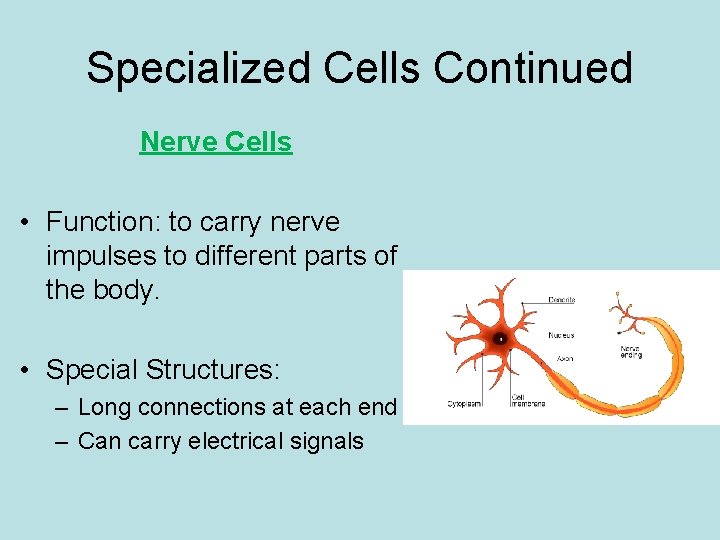 Specialized Cells Continued Nerve Cells • Function: to carry nerve impulses to different parts