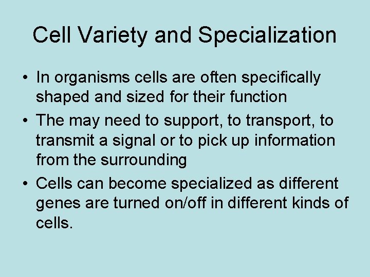 Cell Variety and Specialization • In organisms cells are often specifically shaped and sized