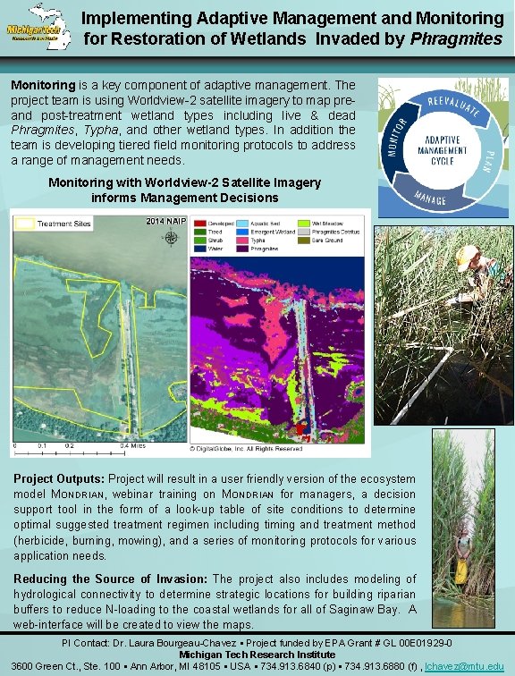 Implementing Adaptive Management and Monitoring for Restoration of Wetlands Invaded by Phragmites Monitoring is