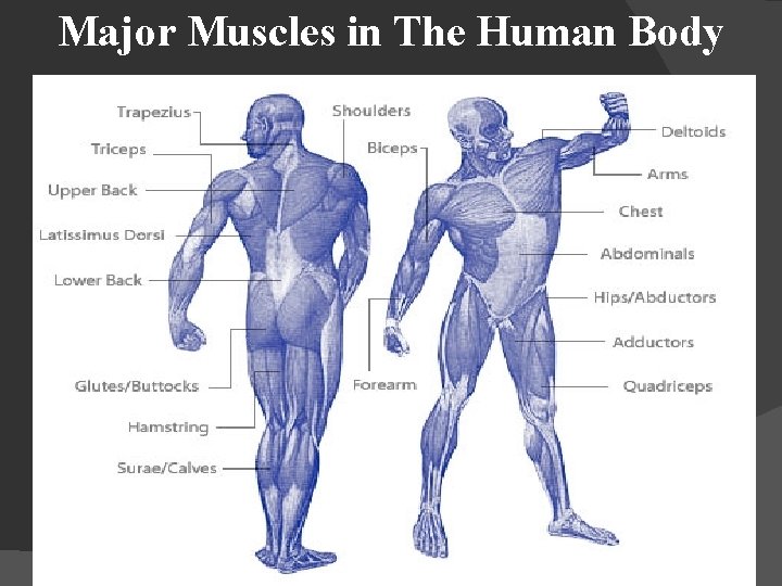 Major Muscles in The Human Body 