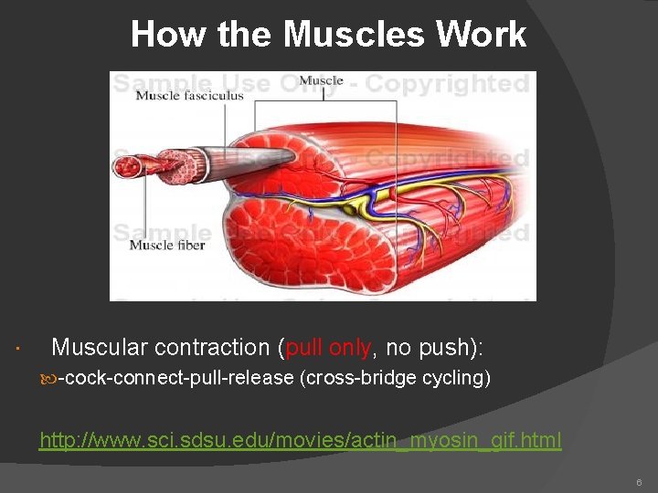 How the Muscles Work Muscular contraction (pull only, no push): -cock-connect-pull-release (cross-bridge cycling) http: