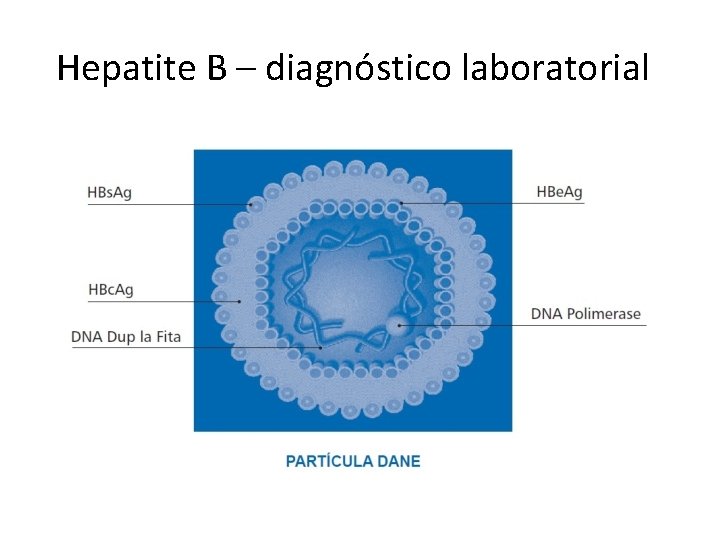 Hepatite B – diagnóstico laboratorial 