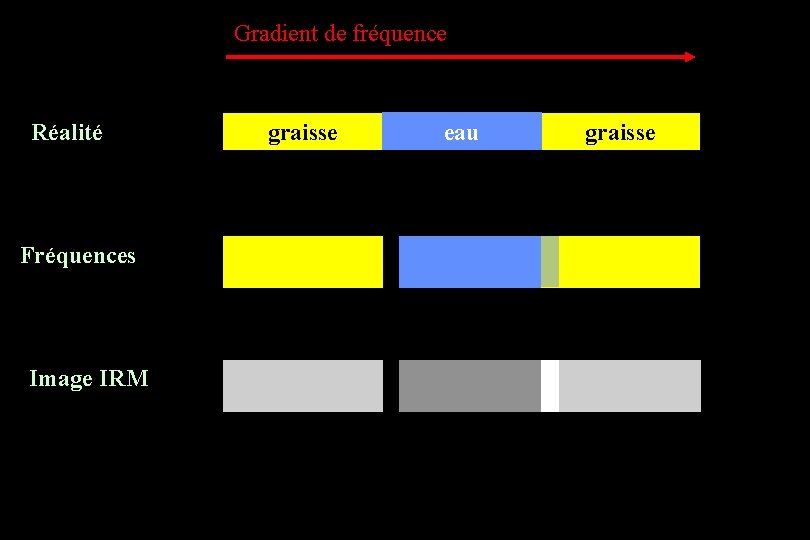 Gradient de fréquence Réalité Fréquences Image IRM graisse eau graisse 