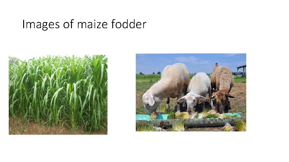 Images of maize fodder Images of maize fodder