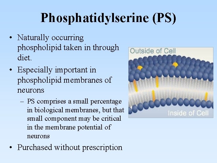 Phosphatidylserine (PS) • Naturally occurring phospholipid taken in through diet. • Especially important in