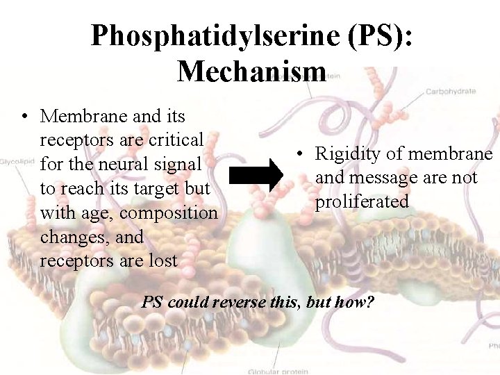 Phosphatidylserine (PS): Mechanism • Membrane and its receptors are critical for the neural signal