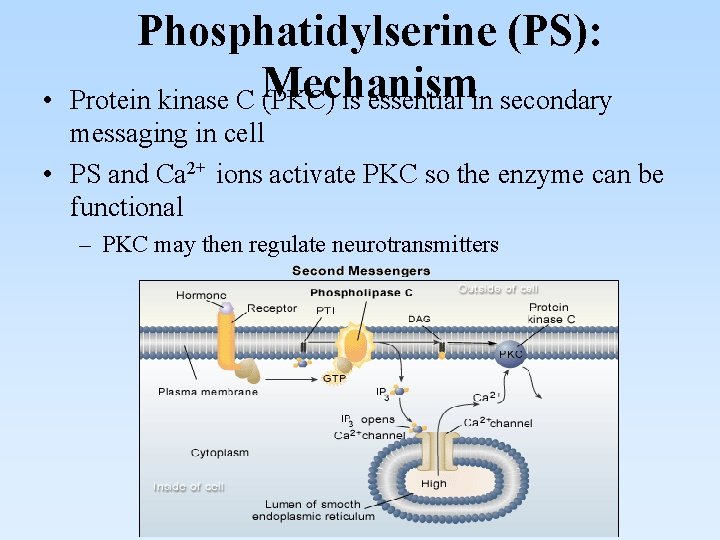  • Phosphatidylserine (PS): Protein kinase C Mechanism (PKC) is essential in secondary messaging