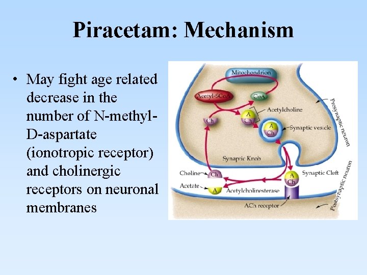 Piracetam: Mechanism • May fight age related decrease in the number of N-methyl. D-aspartate