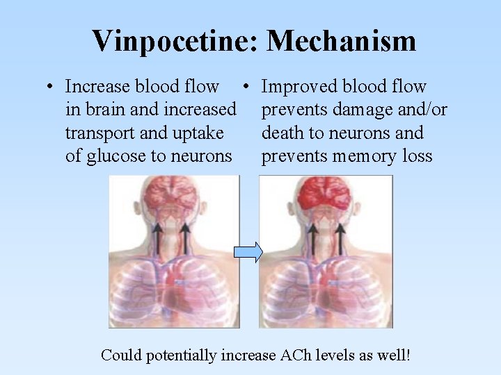 Vinpocetine: Mechanism • Increase blood flow • Improved blood flow in brain and increased