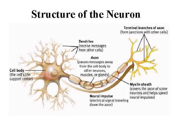 Structure of the Neuron 