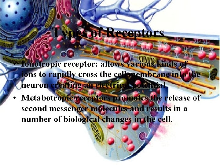 Types of Receptors • Ionotropic receptor: allows various kinds of ions to rapidly cross
