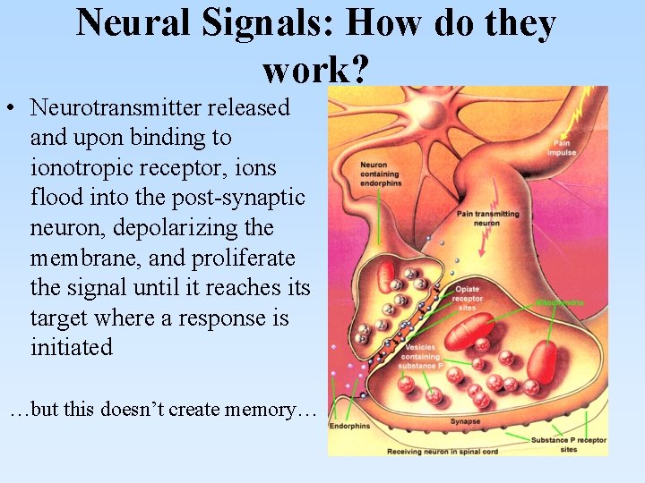 Neural Signals: How do they work? • Neurotransmitter released and upon binding to ionotropic