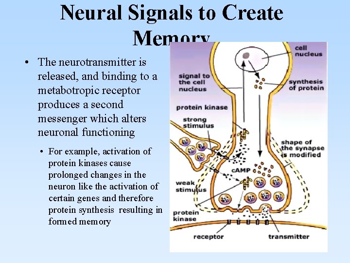 Neural Signals to Create Memory • The neurotransmitter is released, and binding to a