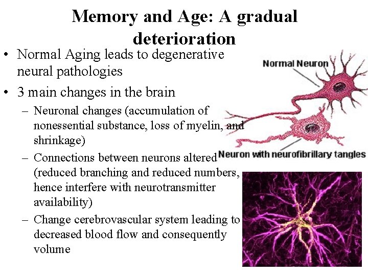 Memory and Age: A gradual deterioration • Normal Aging leads to degenerative neural pathologies