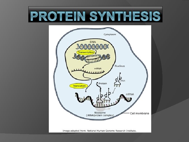 PROTEIN SYNTHESIS 
