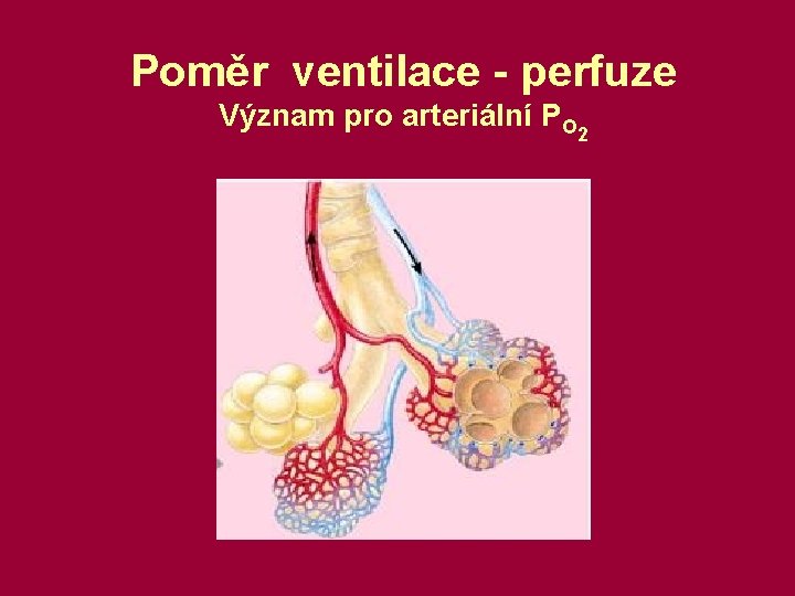 Poměr ventilace - perfuze Význam pro arteriální PO 2 