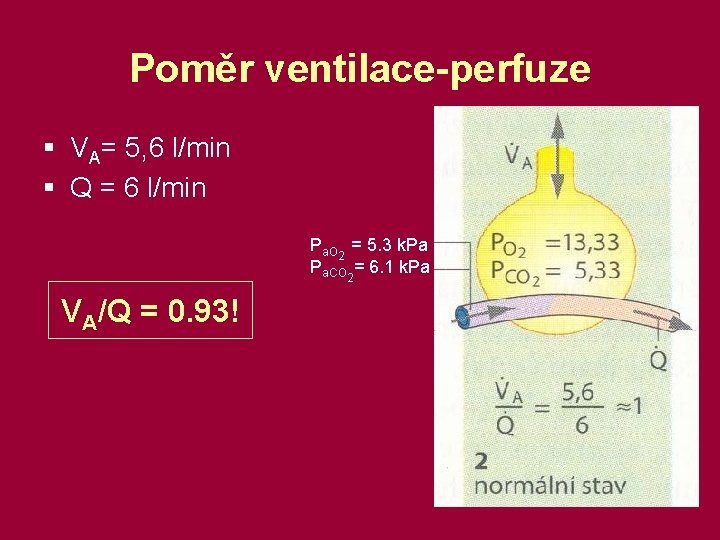 Poměr ventilace-perfuze § VA= 5, 6 l/min § Q = 6 l/min Pa. O