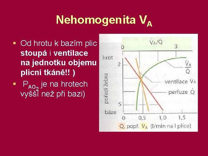 Nehomogenita VA § Od hrotu k bazím plic stoupá i ventilace na jednotku objemu