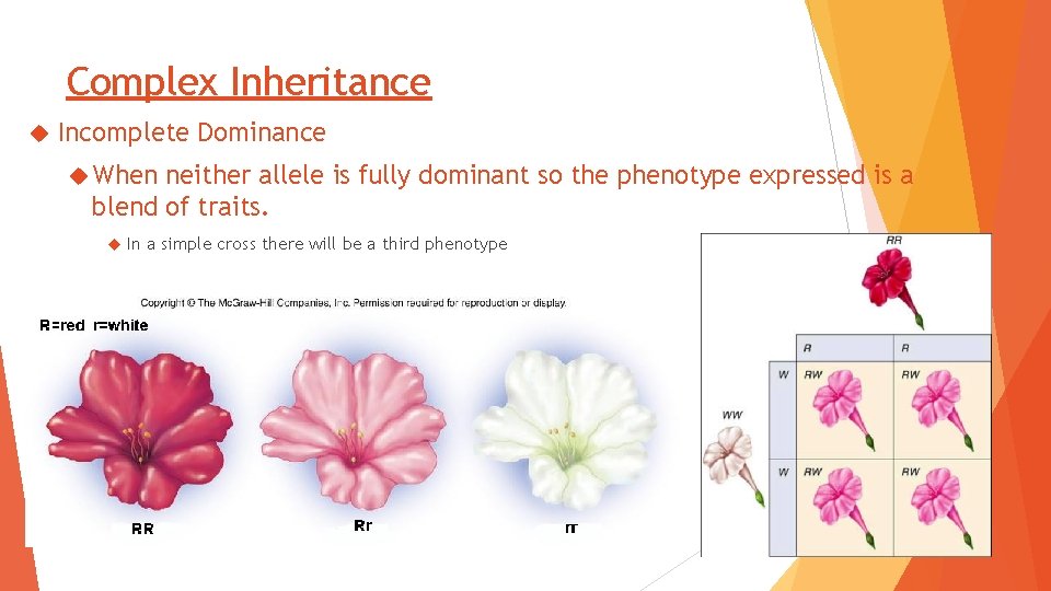 Complex Inheritance Incomplete Dominance When neither allele is fully dominant so the phenotype expressed