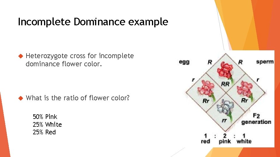 Incomplete Dominance example Heterozygote cross for incomplete dominance flower color. What is the ratio