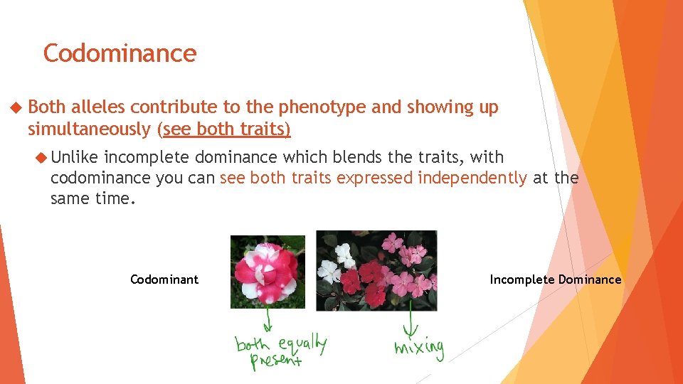 Codominance Both alleles contribute to the phenotype and showing up simultaneously (see both traits)