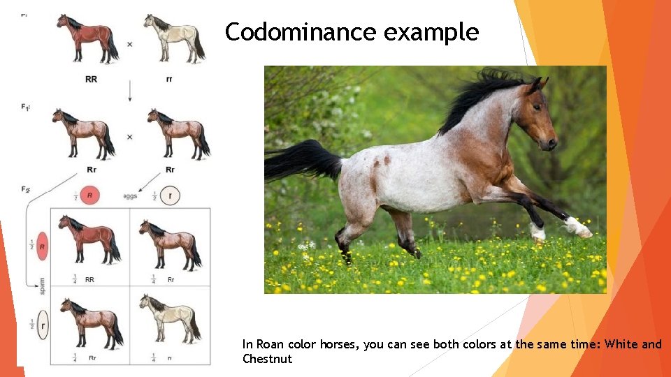 Codominance example In Roan color horses, you can see both colors at the same