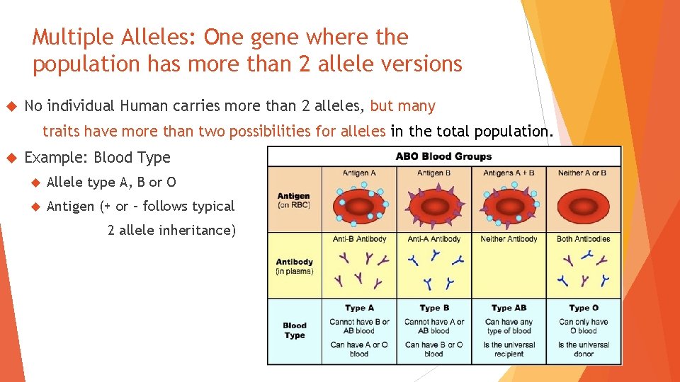 Multiple Alleles: One gene where the population has more than 2 allele versions No