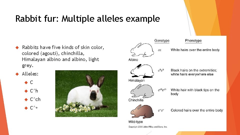 Rabbit fur: Multiple alleles example Rabbits have five kinds of skin color, colored (agouti),