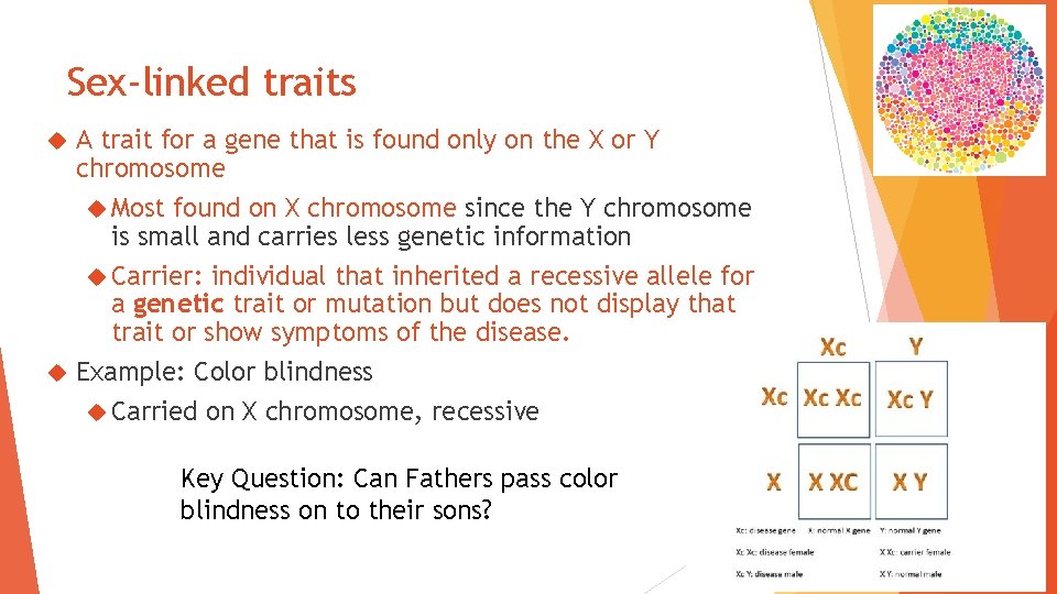 Sex-linked traits A trait for a gene that is found only on the X