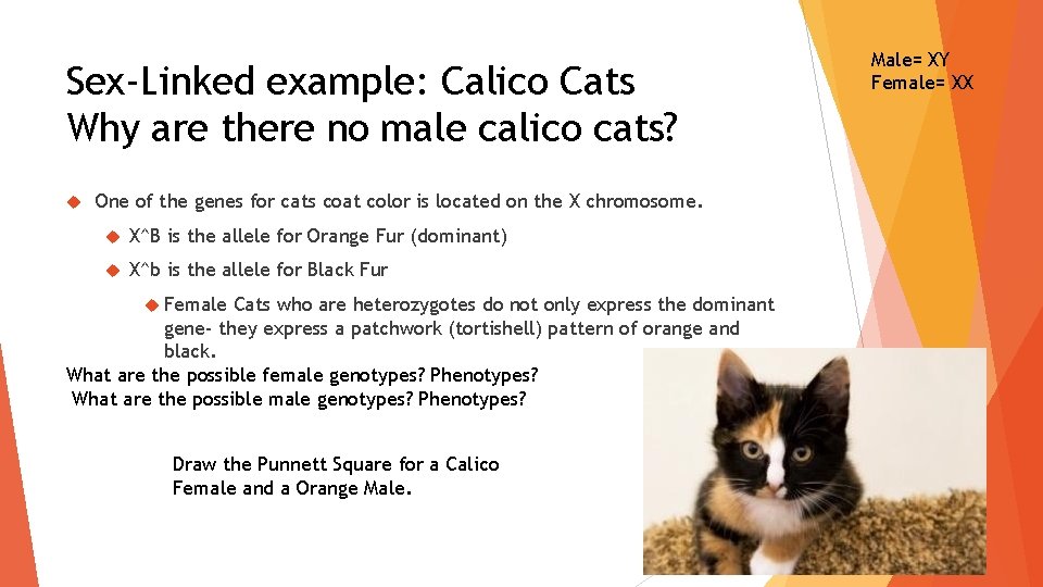 Sex-Linked example: Calico Cats Why are there no male calico cats? One of the