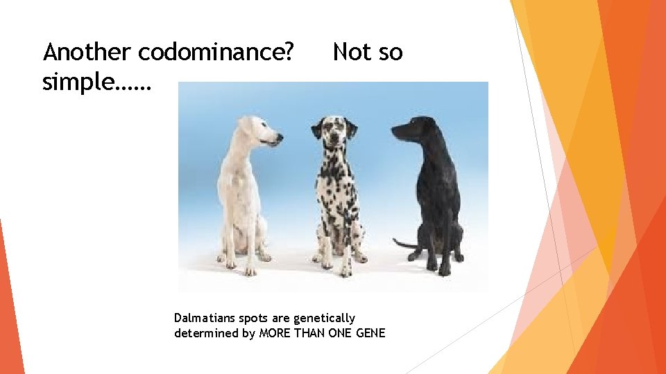 Another codominance? simple…… Not so Dalmatians spots are genetically determined by MORE THAN ONE