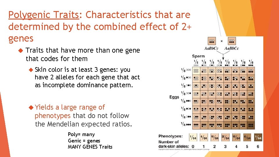 Polygenic Traits: Characteristics that are determined by the combined effect of 2+ genes Traits