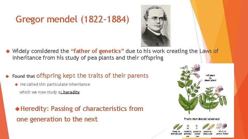 Gregor mendel (1822 -1884) Widely considered the “father of genetics” due to his work