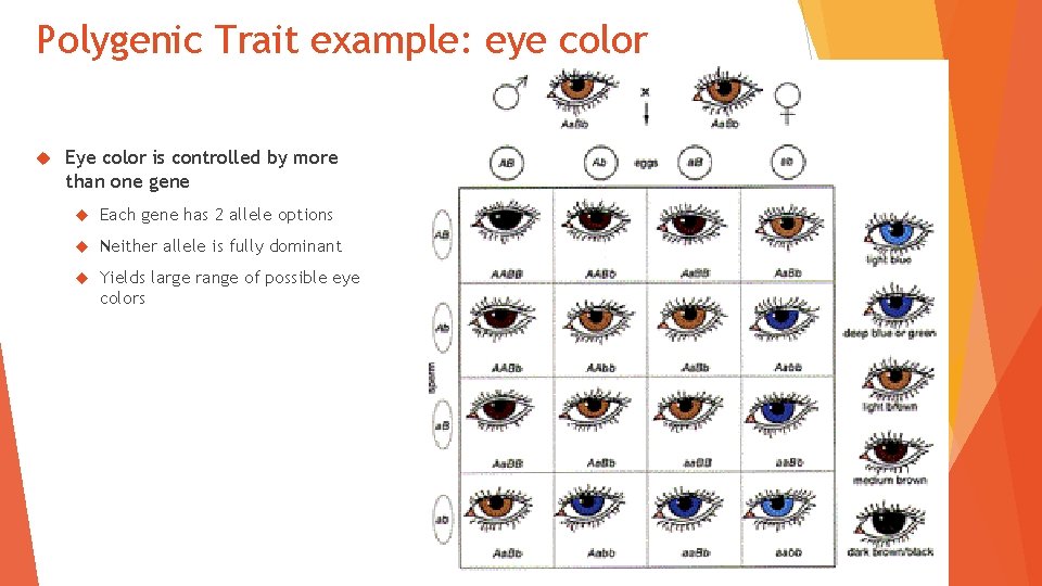 Polygenic Trait example: eye color Eye color is controlled by more than one gene