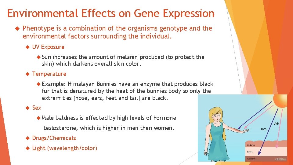 Environmental Effects on Gene Expression Phenotype is a combination of the organisms genotype and