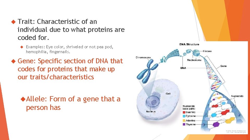  Trait: Characteristic of an individual due to what proteins are coded for. Examples:
