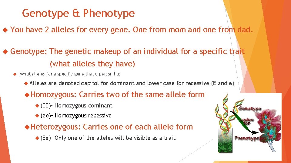 Genotype & Phenotype You have 2 alleles for every gene. One from mom and