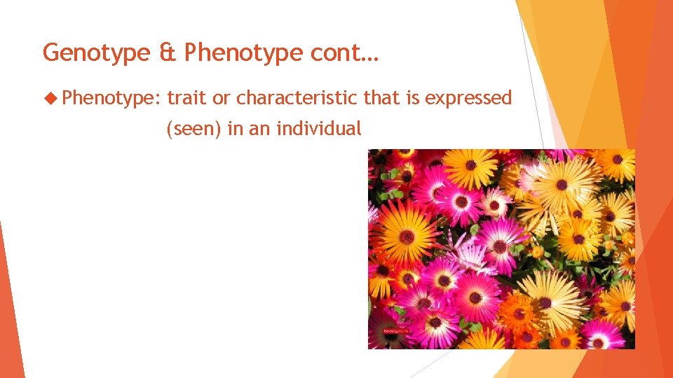 Genotype & Phenotype cont… Phenotype: trait or characteristic that is expressed (seen) in an