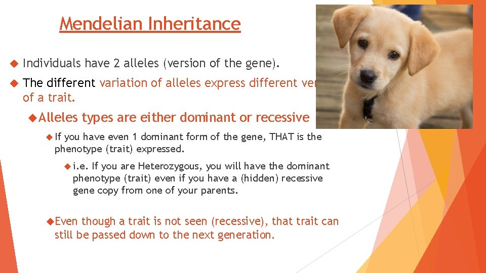 Mendelian Inheritance Individuals have 2 alleles (version of the gene). The different variation of