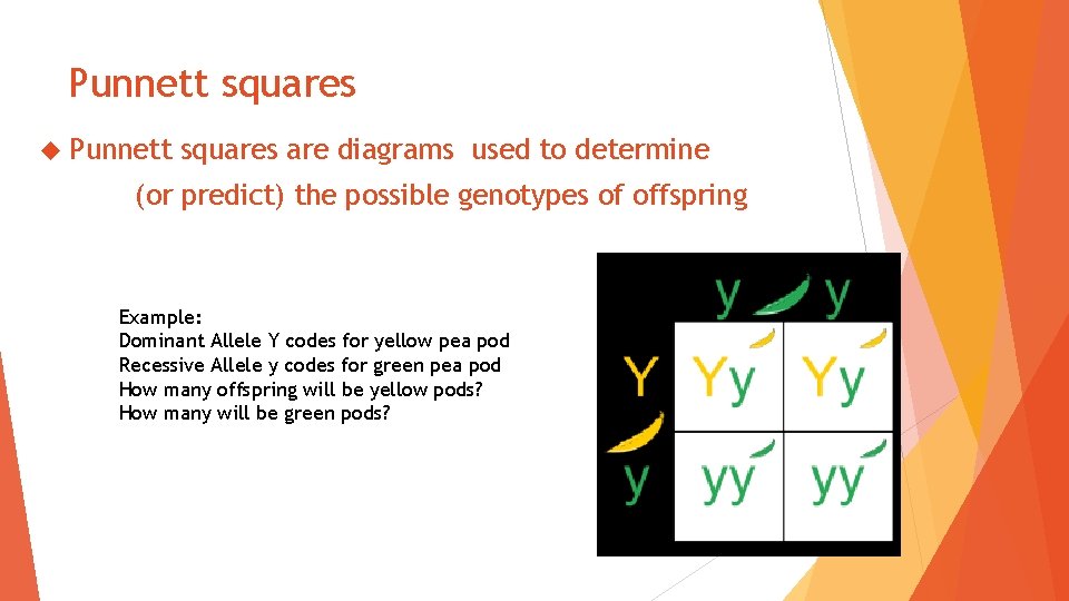 Punnett squares are diagrams used to determine (or predict) the possible genotypes of offspring