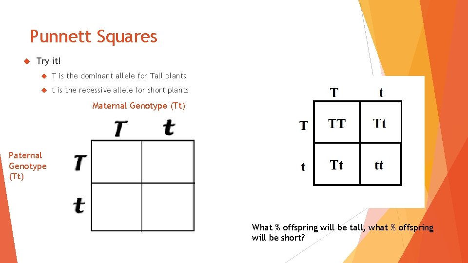 Punnett Squares Try it! T is the dominant allele for Tall plants t is