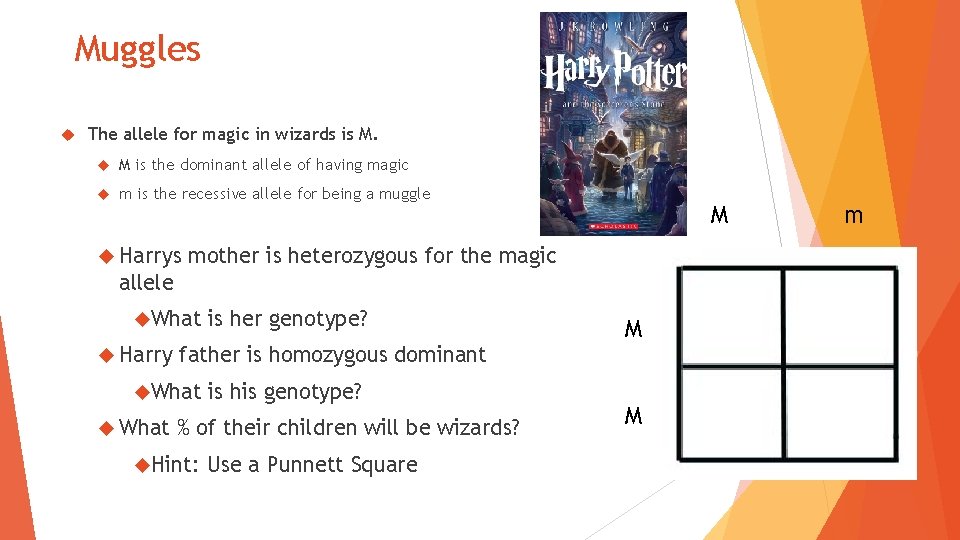 Muggles The allele for magic in wizards is M. M is the dominant allele