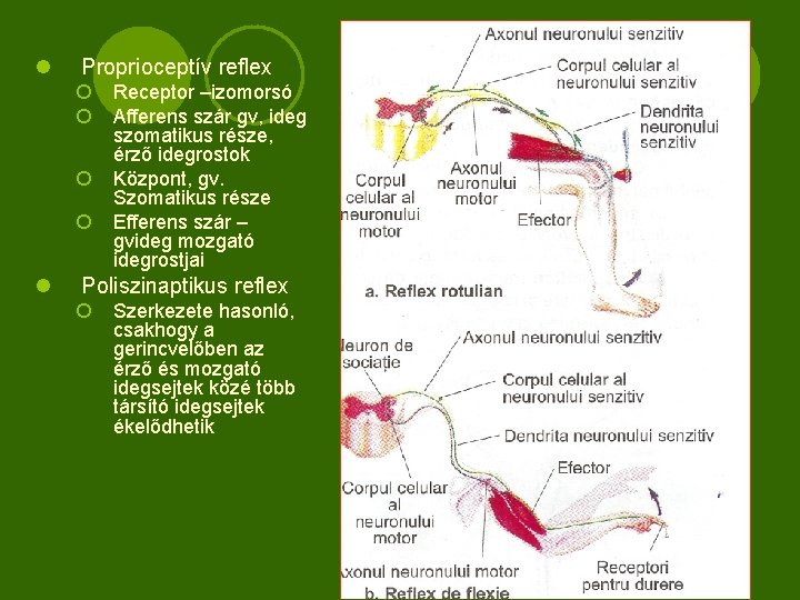l Proprioceptív reflex ¡ Receptor –izomorsó ¡ Afferens szár gv, ideg szomatikus része, érző