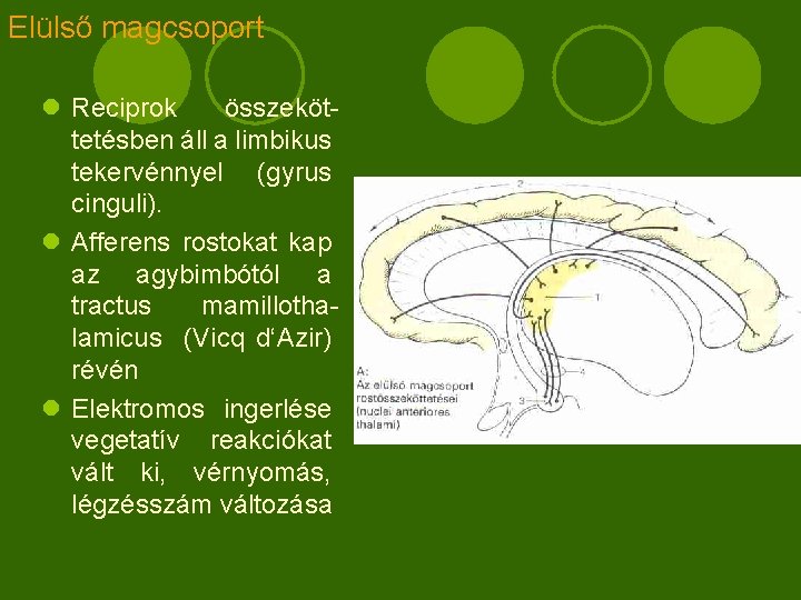 Elülső magcsoport l Reciprok összeköttetésben áll a limbikus tekervénnyel (gyrus cinguli). l Afferens rostokat