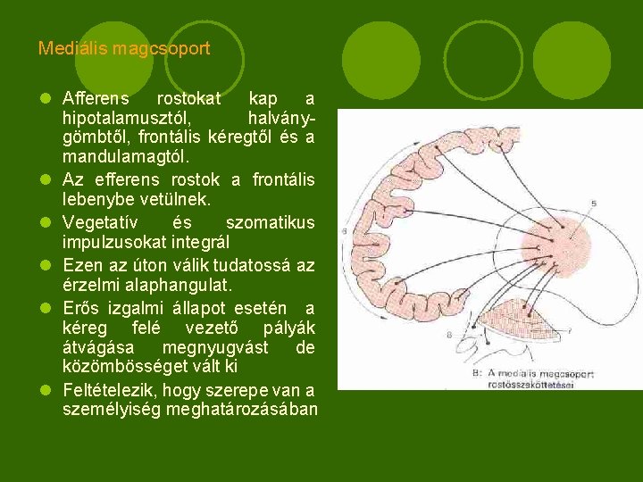 Mediális magcsoport l Afferens rostokat kap a hipotalamusztól, halványgömbtől, frontális kéregtől és a mandulamagtól.