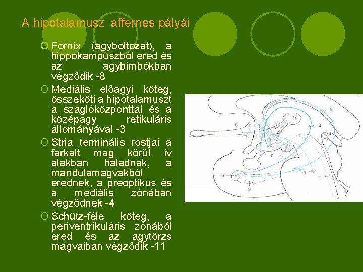 A hipotalamusz affernes pályái ¡ Fornix (agyboltozat), a hippokampuszból ered és az agybimbókban végződik