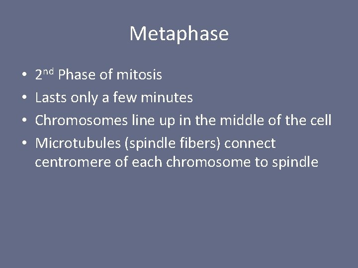 Metaphase • • 2 nd Phase of mitosis Lasts only a few minutes Chromosomes