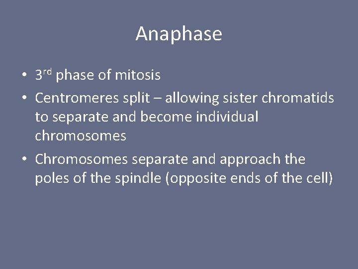 Anaphase • 3 rd phase of mitosis • Centromeres split – allowing sister chromatids