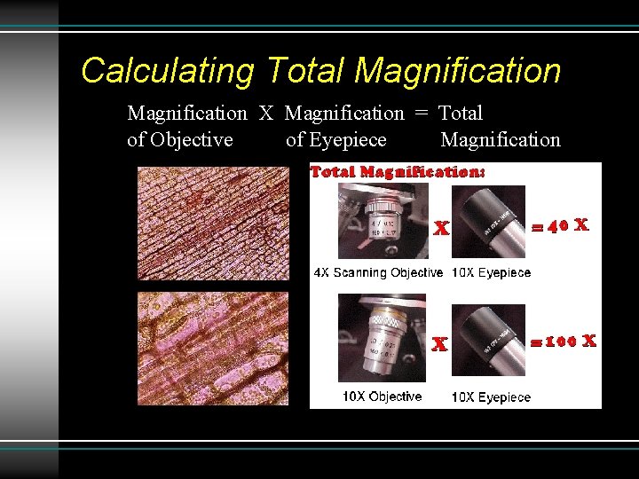 Calculating Total Magnification X Magnification = Total of Objective of Eyepiece Magnification Calculating Total Magnification X Magnification = Total of Objective of Eyepiece Magnification