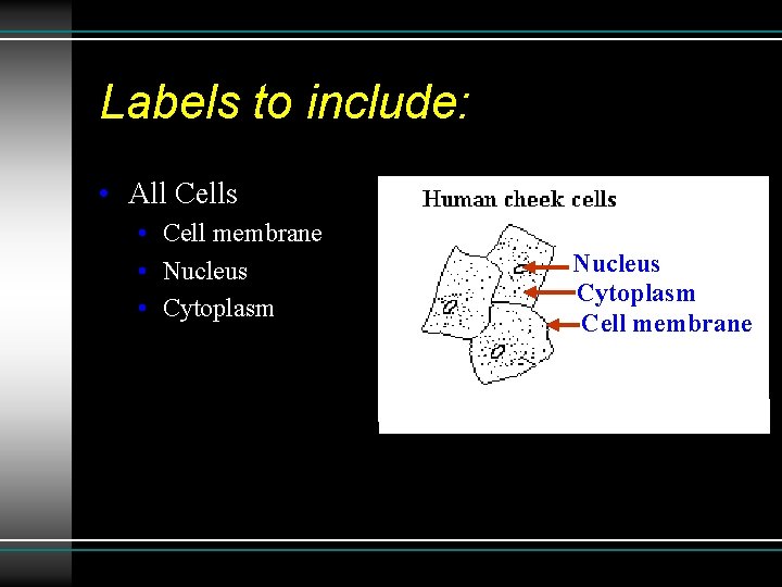 Labels to include: • All Cells • Cell membrane • Nucleus • Cytoplasm Nucleus Labels to include: • All Cells • Cell membrane • Nucleus • Cytoplasm Nucleus